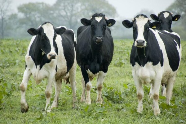Pennsylvania Dairies Get $25M Boost for Climate-Smart Practices