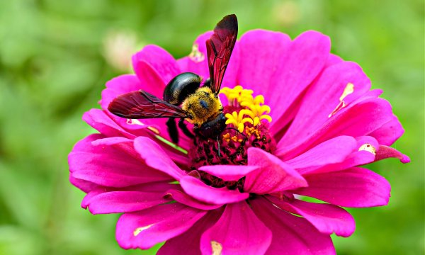 Bees' ability to withstand heat varies by size and sex