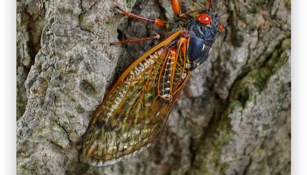 A cicada apocalypse is coming this summer: Will Pennsylvania be spared the noisy invasion?