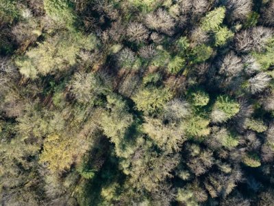 Research finds increasing temperatures can limit ability of trees to filter air: '[Trees] are essentially coughing instead of breathing'