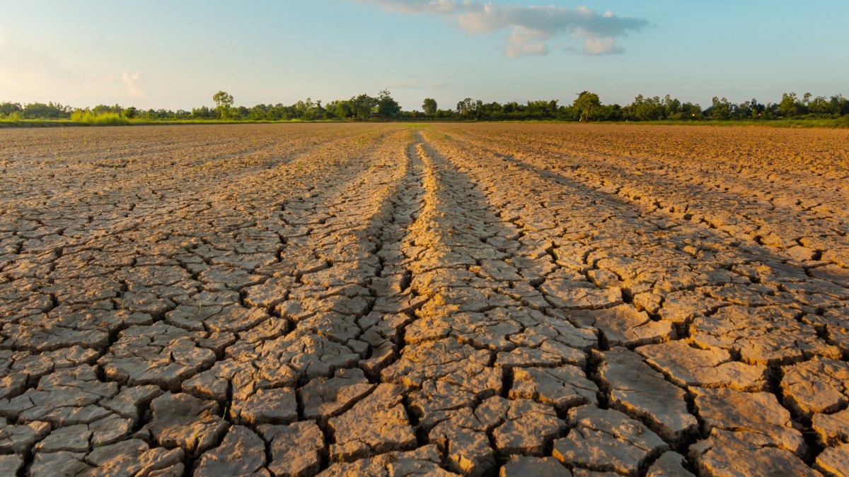 A dry field is cracked and parched