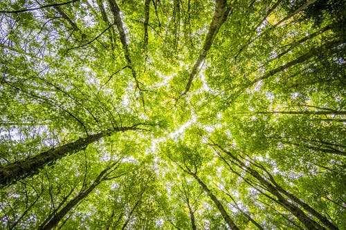 Forest trees