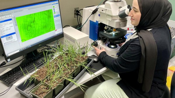 $1.45M NSF grant to fund new research into how grasses thrive in dry climates | Penn State University