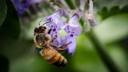 $2.1 million enables creation of decision-support tools for pollinator health | Penn State University