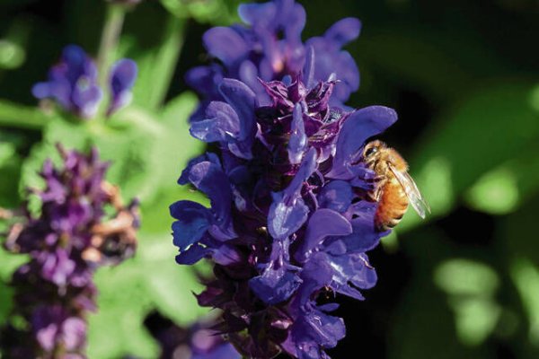 A bee on a purple flower