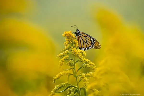 Goldenrod, the glorious fall-blooming flower