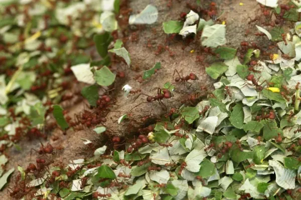 Ants in a leaf pile