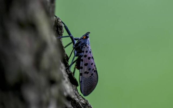 Spotted lanternflies are still a pest in Western Pennsylvania, but populations are trending lower in certain regions.