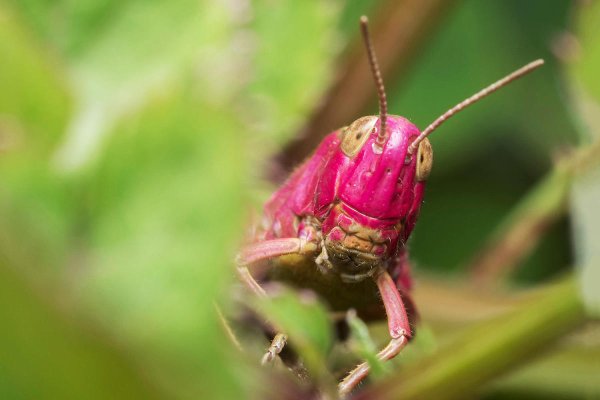 9-year-old Arkansas girl catches rare pink grasshopper, names it Millie