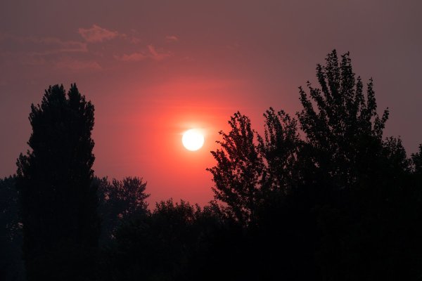 Red sun from smoke of wildfires silhouetting trees