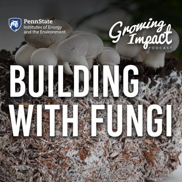 Building with fungi