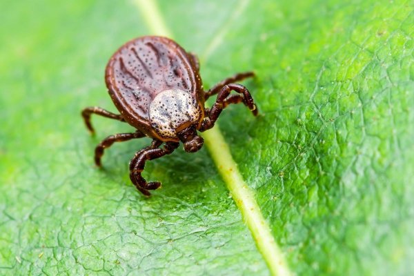 Babesiosis, a tick-borne disease similar to malaria, is increasing across the U.S., with a significant number of patients also infected with other tick-related diseases like Lyme.