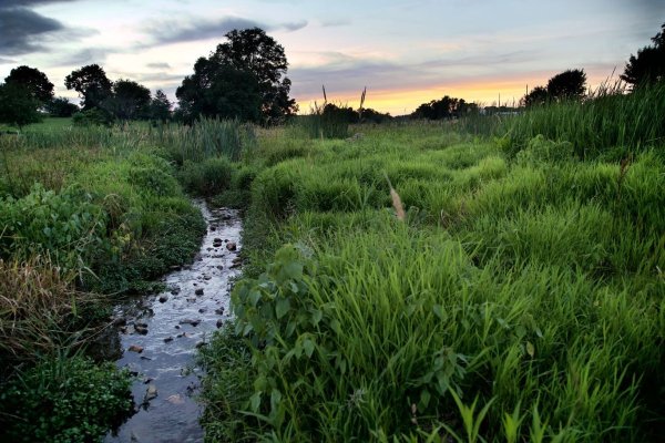 a stream flowing through tall green grass field Credit: LandStudies, Inc.