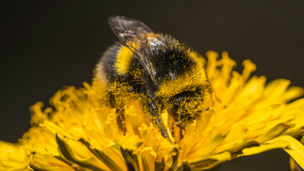 Adding fall blooming plants may help both managed and wild bees in cities | Penn State University