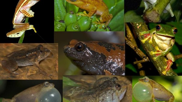 Agroforests in the tropics provide key conservation landscapes for amphibians  | Penn State University