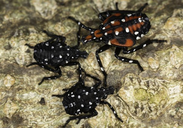 Allegheny County topped the state in spotted lanternfly reports in 2023. Will it have another blockbuster year?