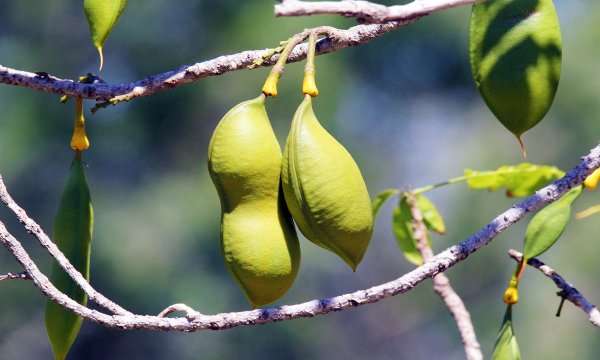 Ancient seeds reveal plant migration path from Asia to Australia