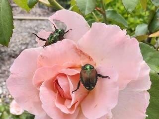 Are Japanese beetles feasting on your garden?