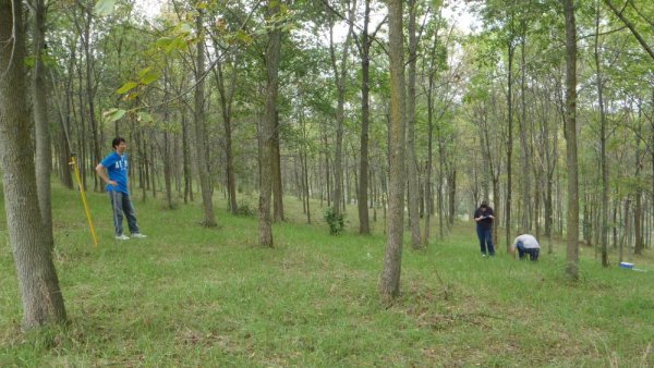 Ash trees may be more resilient to warming climate than previously believed  | Penn State University