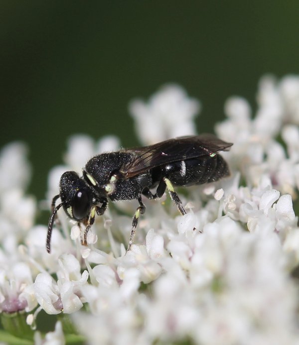 Backyard bee watchers, photographers help discover multiple new species in Pa.