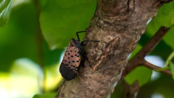 Battling the bug: DEM recruits help in fighting invasive spotted lanternfly