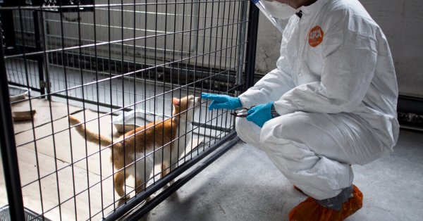 Bird Flu Is Infecting Cats (and the Occasional Dog).