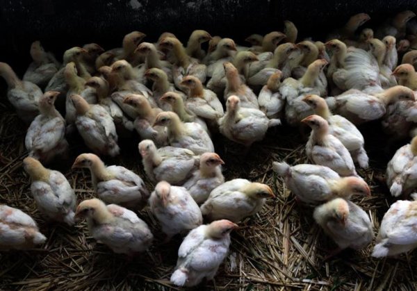 Bird flu is infecting more mammals, so what does that mean for us?