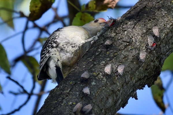 Birds Are One Line of Defense Against Dreaded Spotted Lanternflies