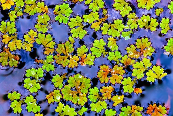 Carolina azolla plant could help reduce global food insecurity