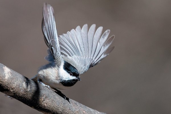 Chickadee Mate Choices Can Blur Species Boundaries