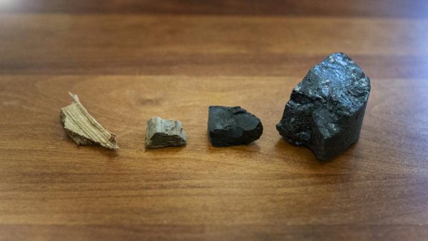 Coal creation mechanism uncovered | Penn State University