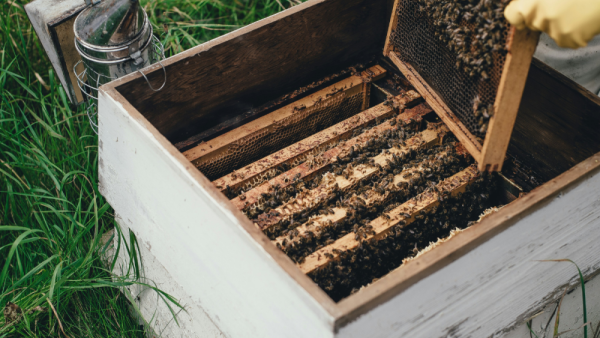 Combining pest treatments may be key to helping honey bees survive the winter | Penn State University