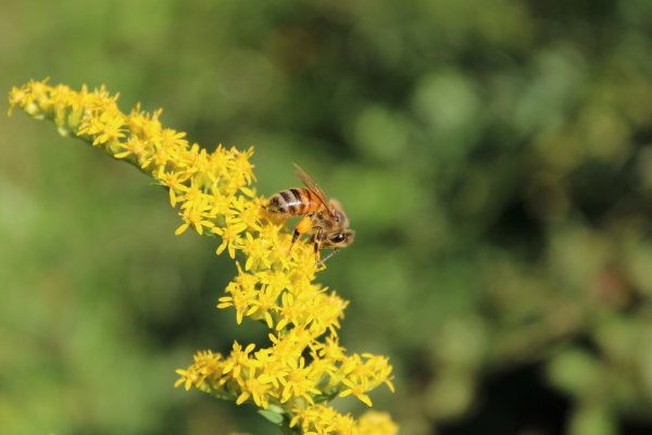 bee gathering pollen on flower