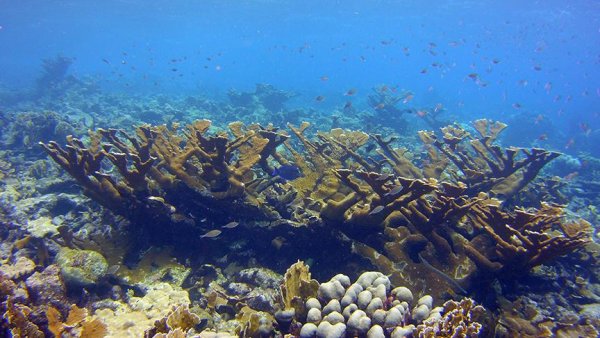 Corals pass mutations acquired during their lifetimes to offspring | Penn State University