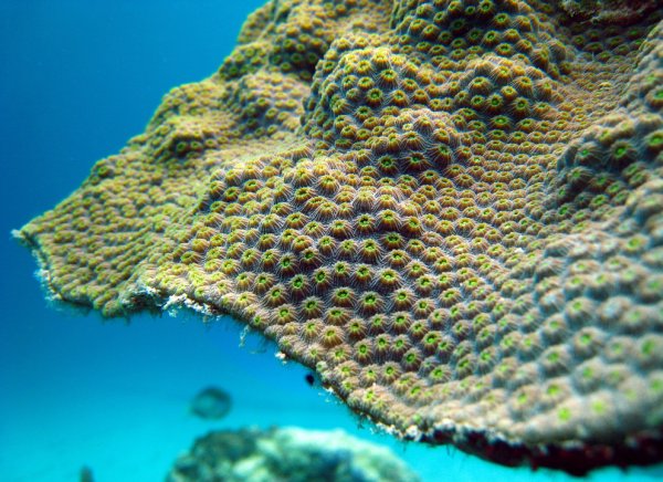 Close up of coral with polyps showing