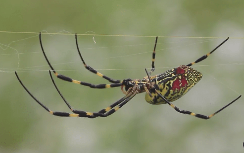 Could the giant, flying Joro spiders make their way to Pennsylvania?