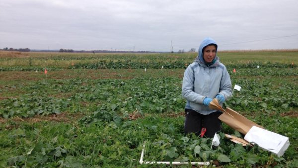 Cover crop mixtures must be 'farm-tuned' to provide maximum ecosystem services | Penn State University