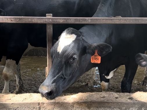 Cows face the hot new reality of climate change - The Boston Globe