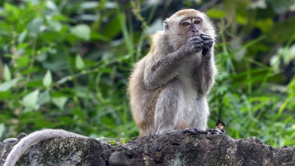 Crab-eating monkey one of Florida’s greatest threats to ecosystems, human health | Penn State University