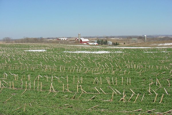 Field with winter rye cover crops