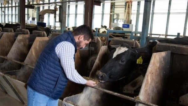 Dairy cows fed botanicals-supplemented diets use energy more efficiently | Penn State University