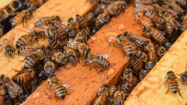 Dangerous bee virus less deadly in at least one US forest, researchers find | Penn State University