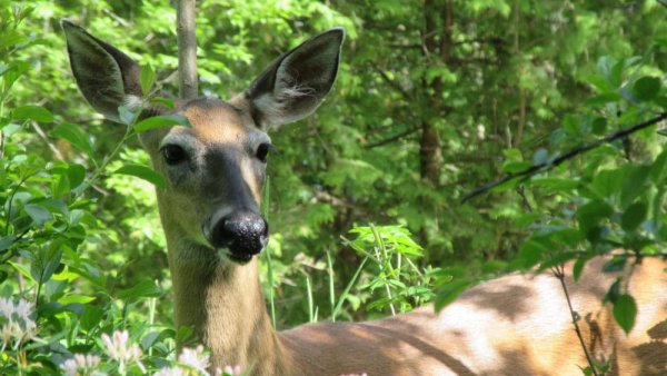Deer may be reservoir for SARS-CoV-2, study finds | Penn State University