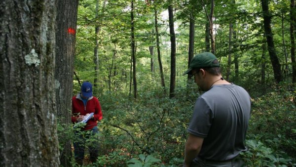 Deer, seedlings and soil pH influence local forest regeneration | Penn State University