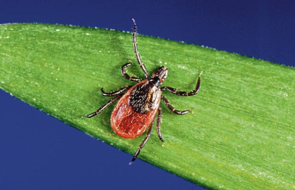 Pa. leads nation in Lyme disease cases and development in forests is boosting the risk