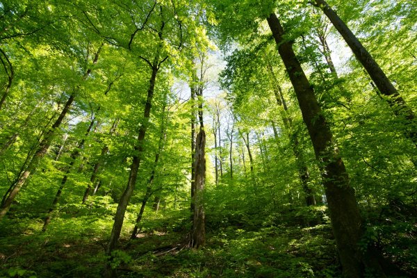 Low angle view of tall green trees in a dense forest under the clear sunny sky