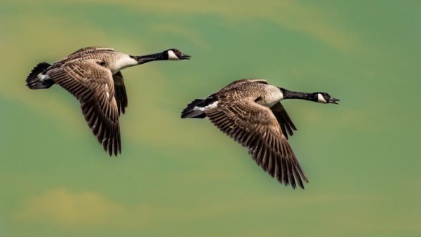 Despite knowing where and when people hunt, Canada geese don’t flee far | Penn State University