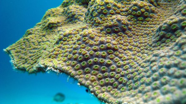 Diverse symbionts of reef corals have endured since 'age of dinosaurs' | Penn State University