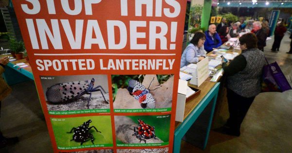 Does squishing invasive lanternflies really help stop their spread?