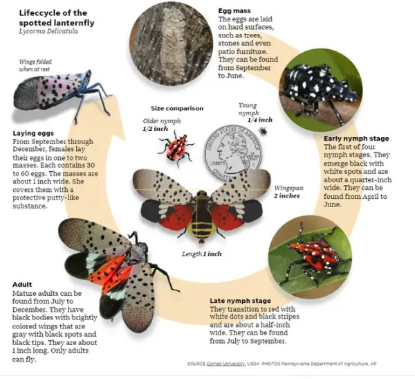 Northeast New Jersey is seeing the highest populations of spotted lanternfly